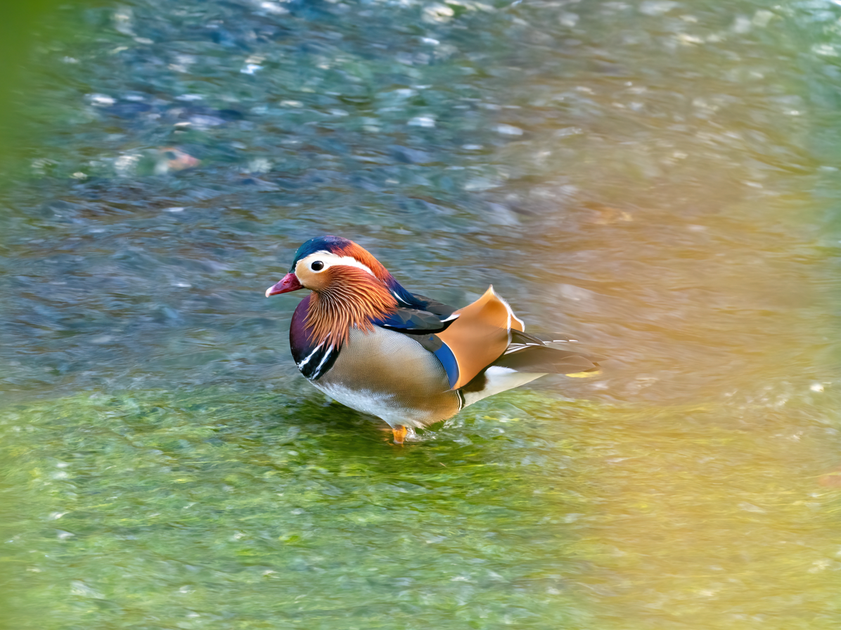 kachnička mandarínská - ML646731981