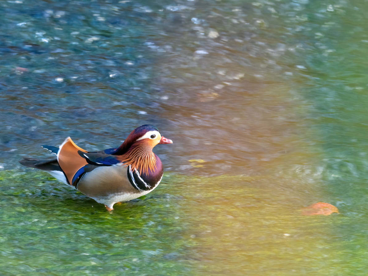 kachnička mandarínská - ML646731982