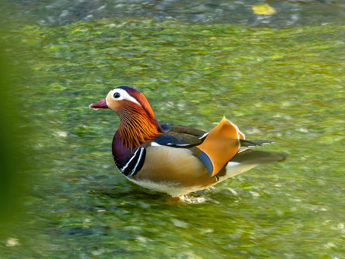 kachnička mandarínská - ML646731983