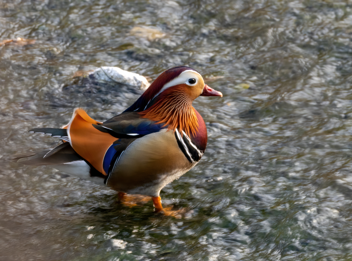 kachnička mandarínská - ML646731984