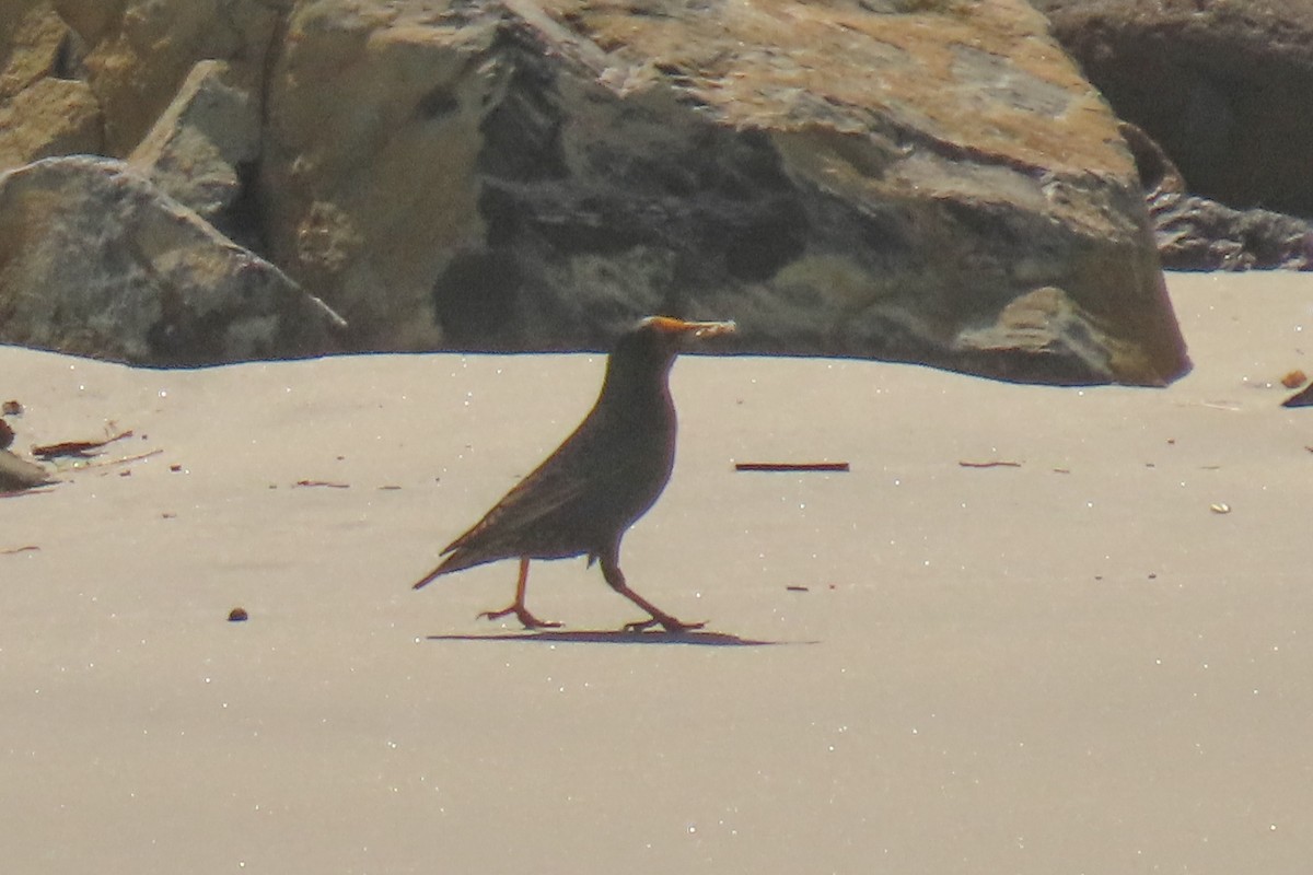 European Starling - ML646731985