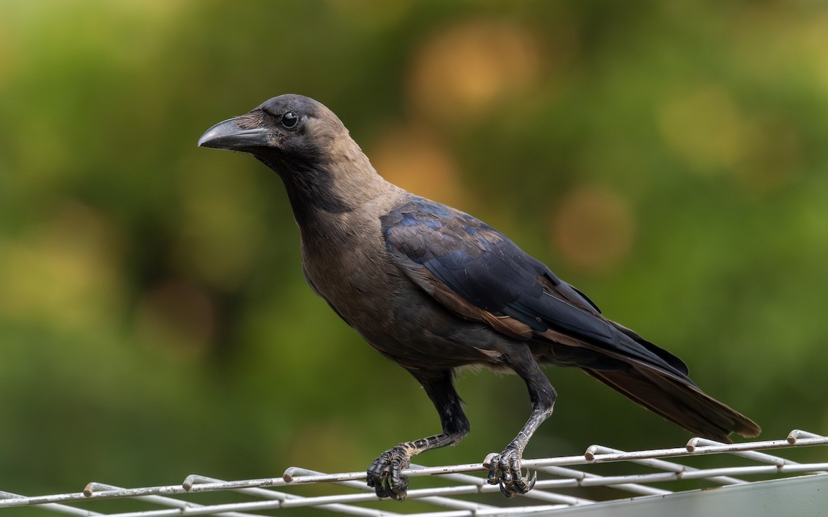 Corbeau familier - ML646731986