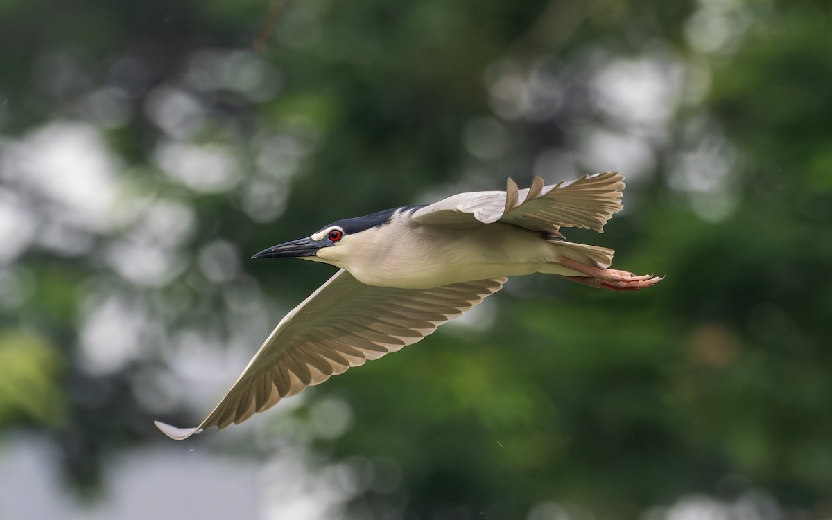 Bihoreau gris - ML646731995