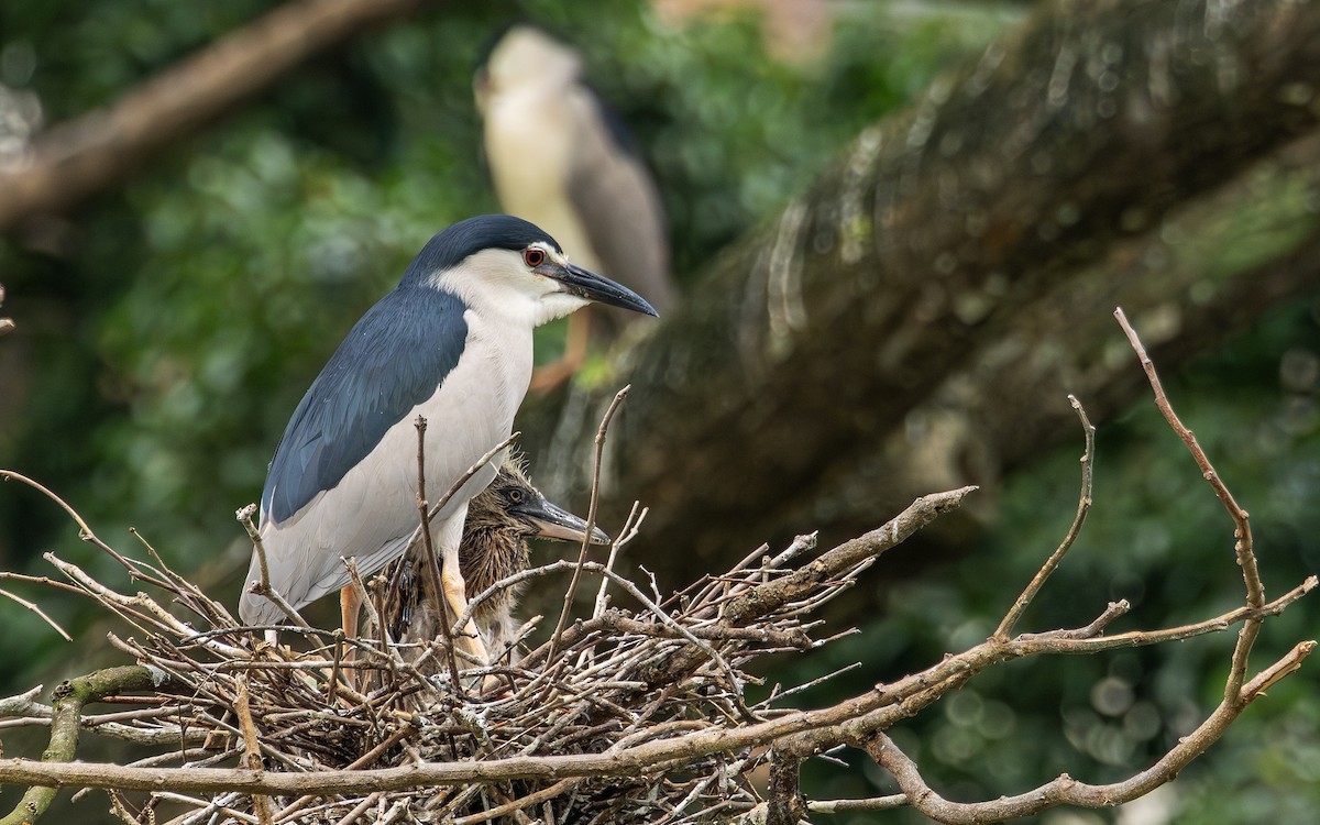 Bihoreau gris - ML646731996