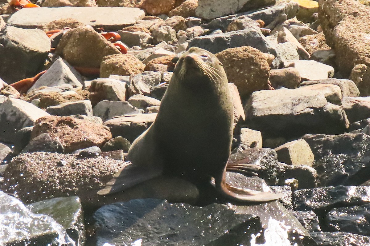 Animals - ML646731999