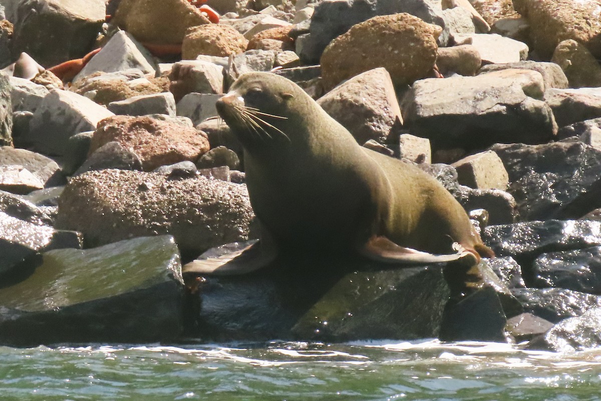 Animals - ML646732001