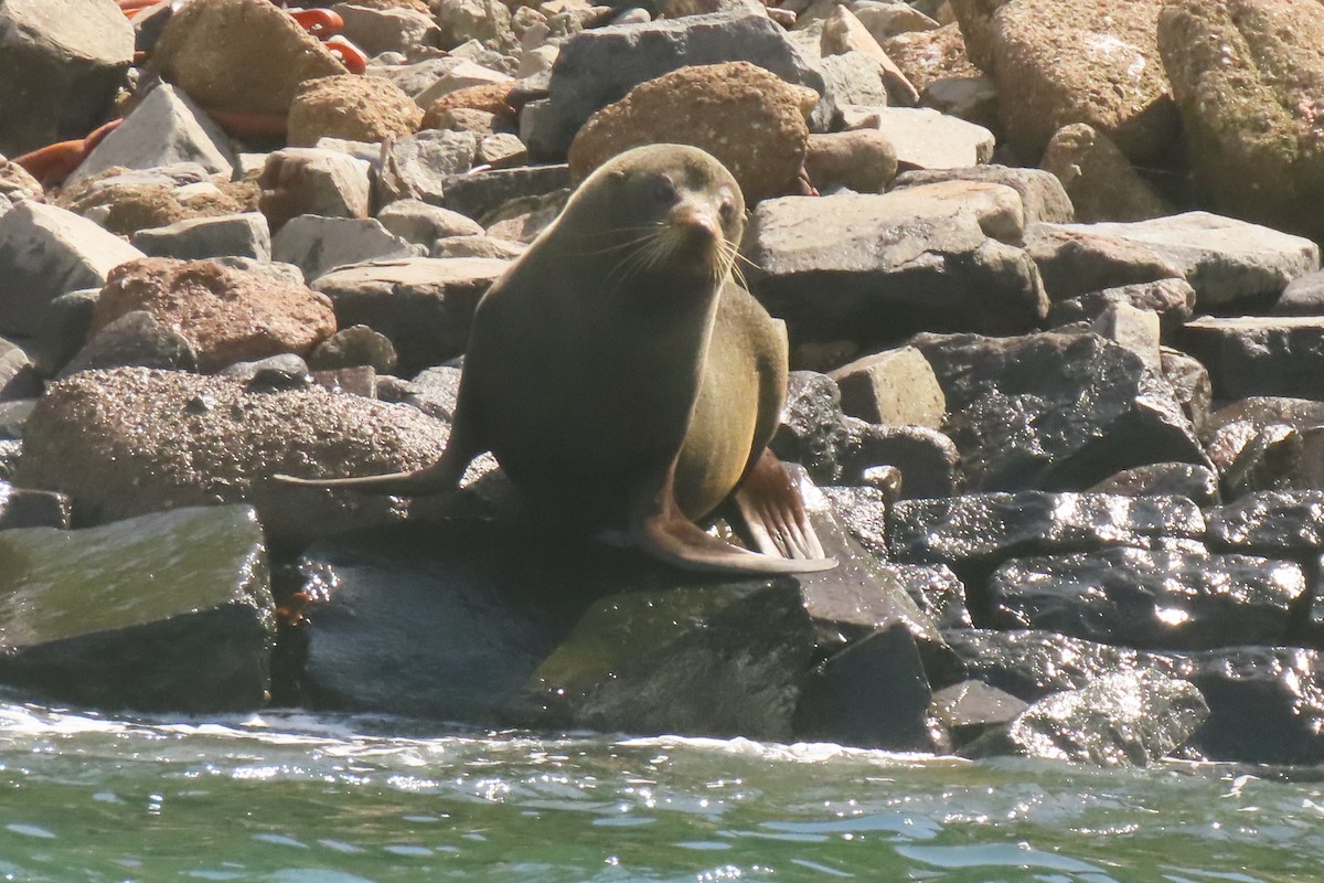 Animals - ML646732003