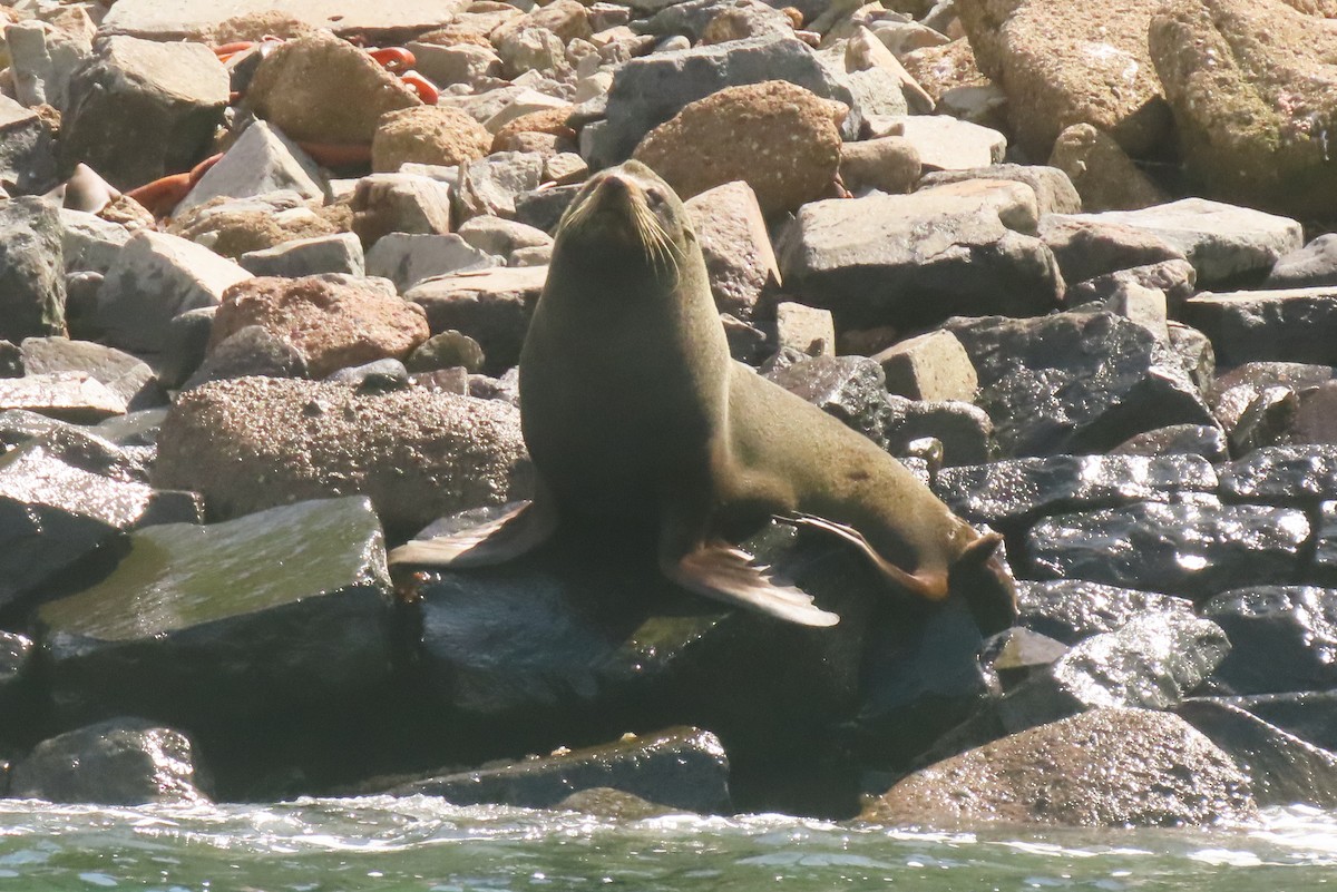 Animals - ML646732004