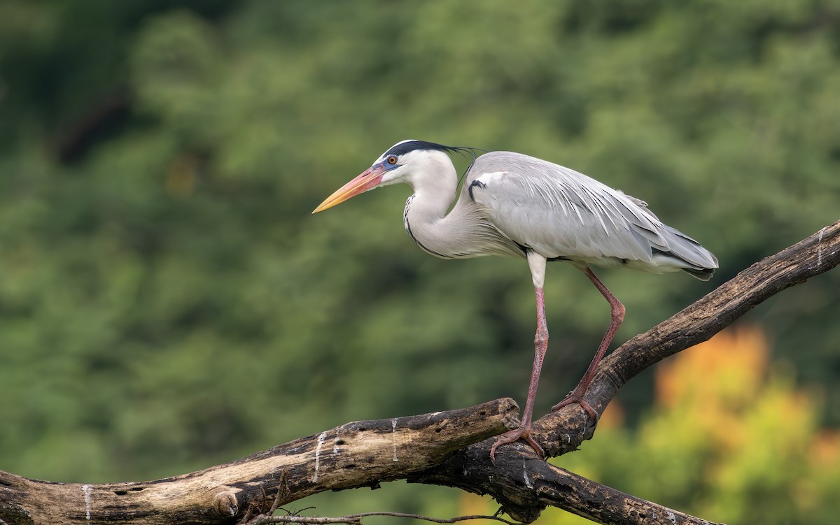 Héron cendré - ML646732005
