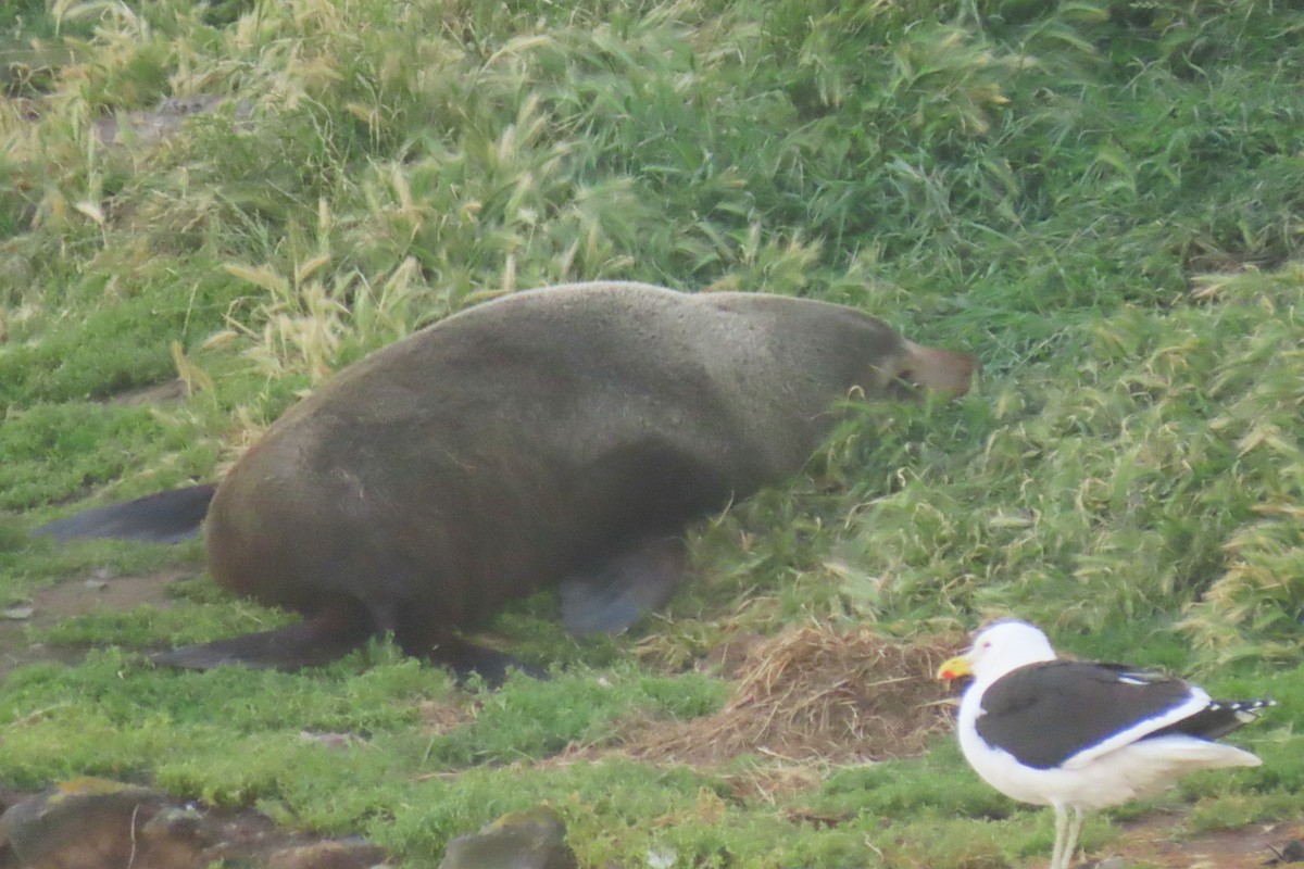 Animals - ML646732006