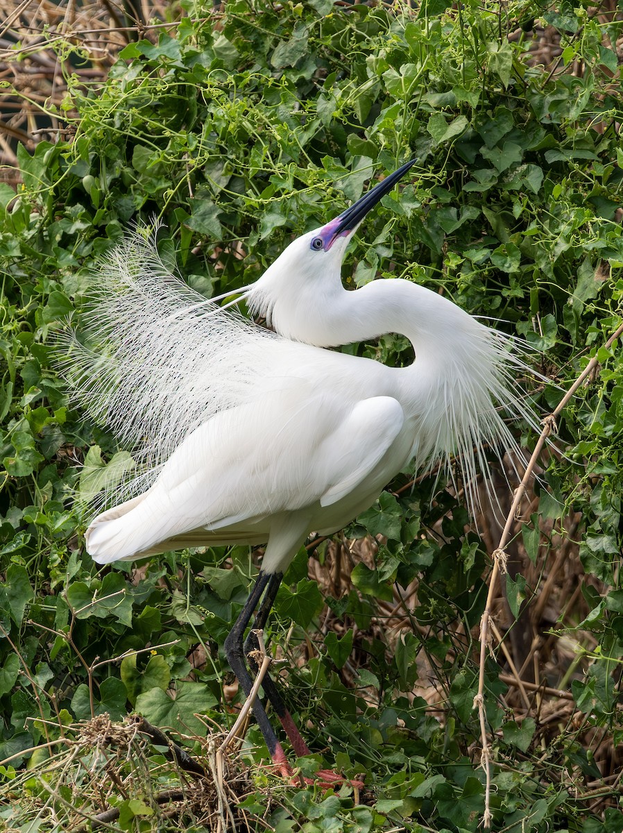 Aigrette garzette - ML646732010