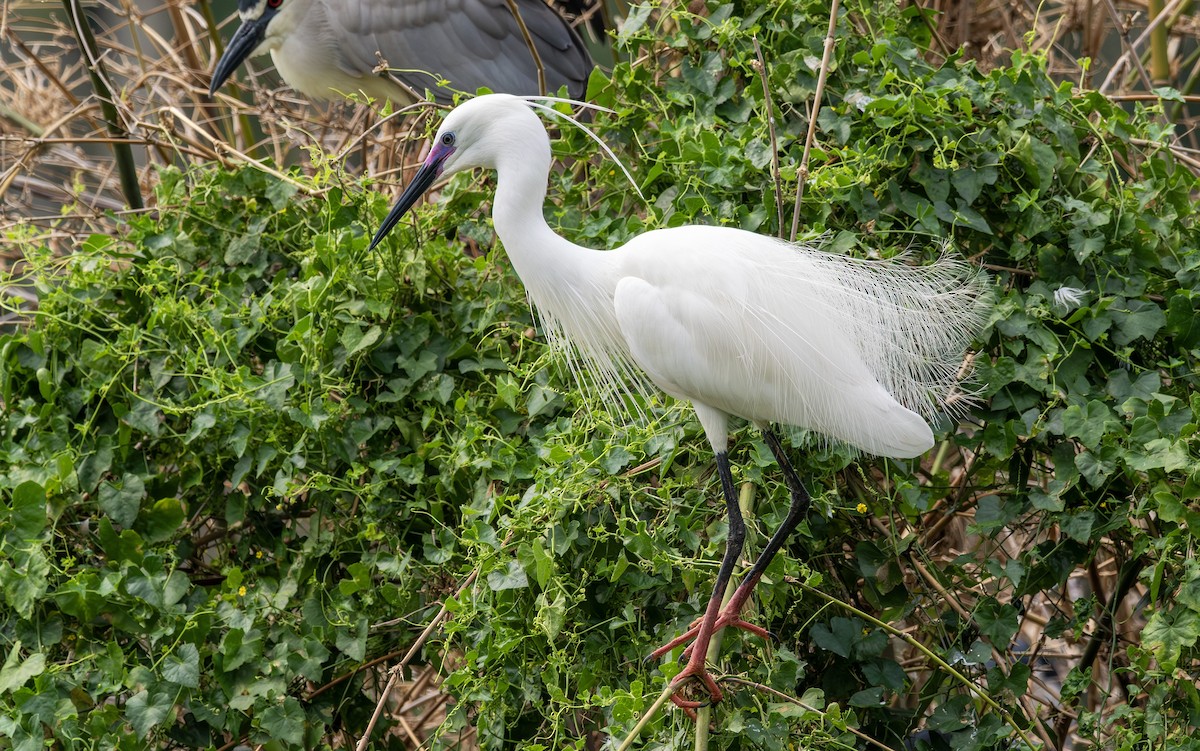 Aigrette garzette - ML646732011
