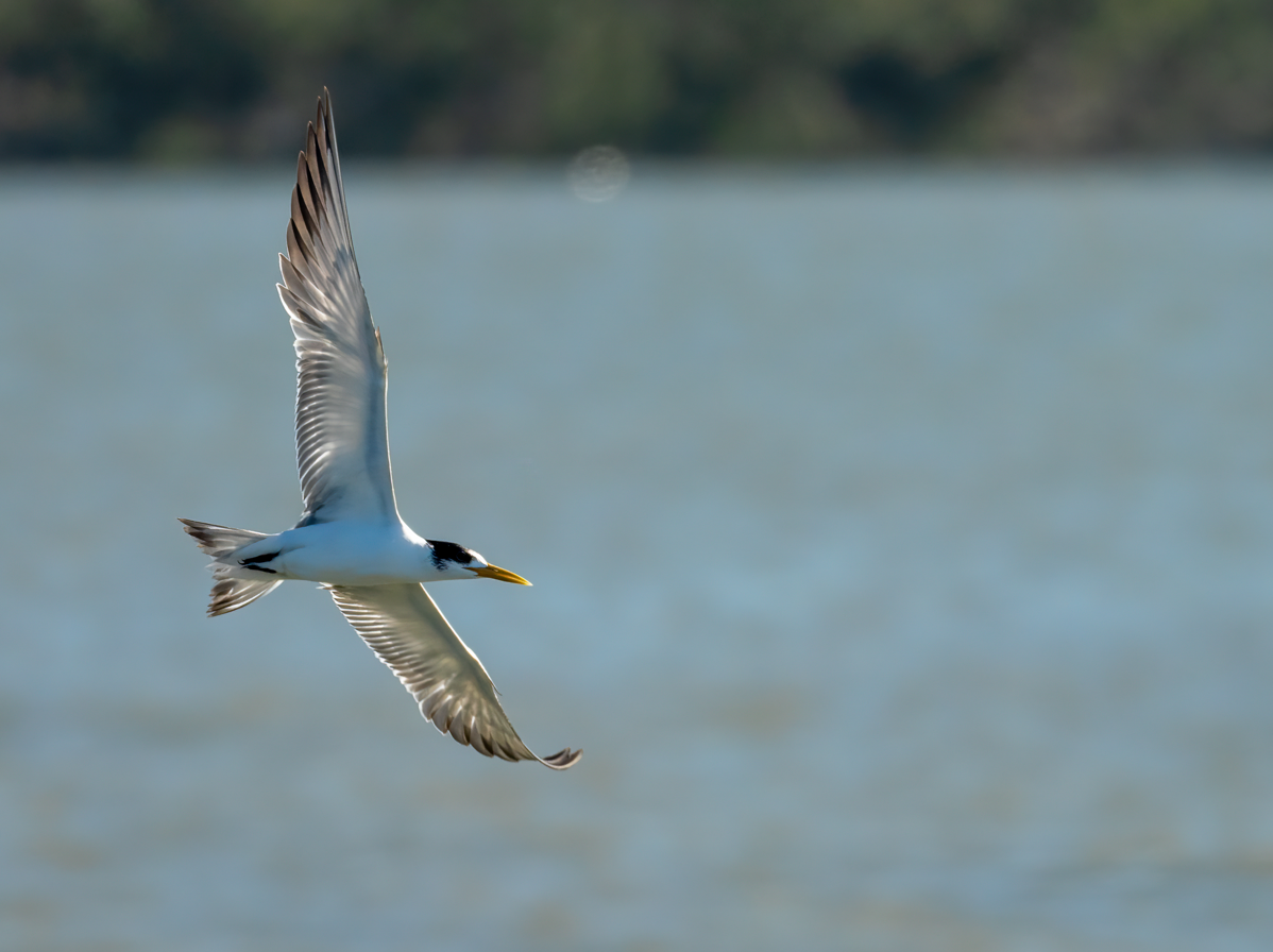 Great Crested Tern - ML646732012