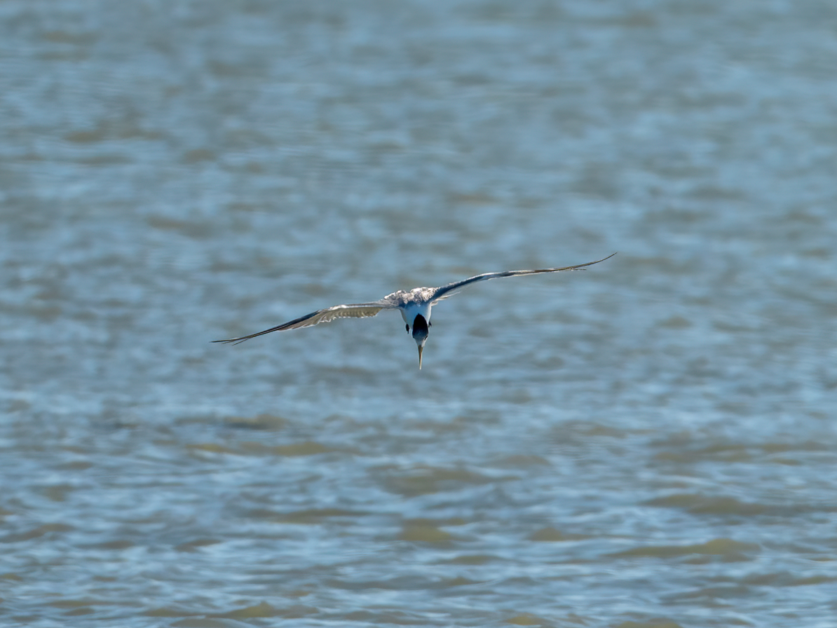 Great Crested Tern - ML646732013