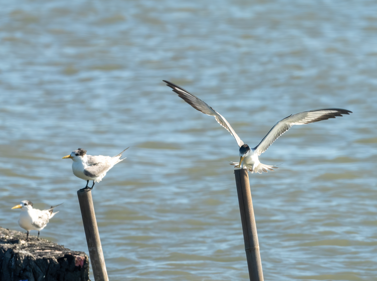 Great Crested Tern - ML646732014