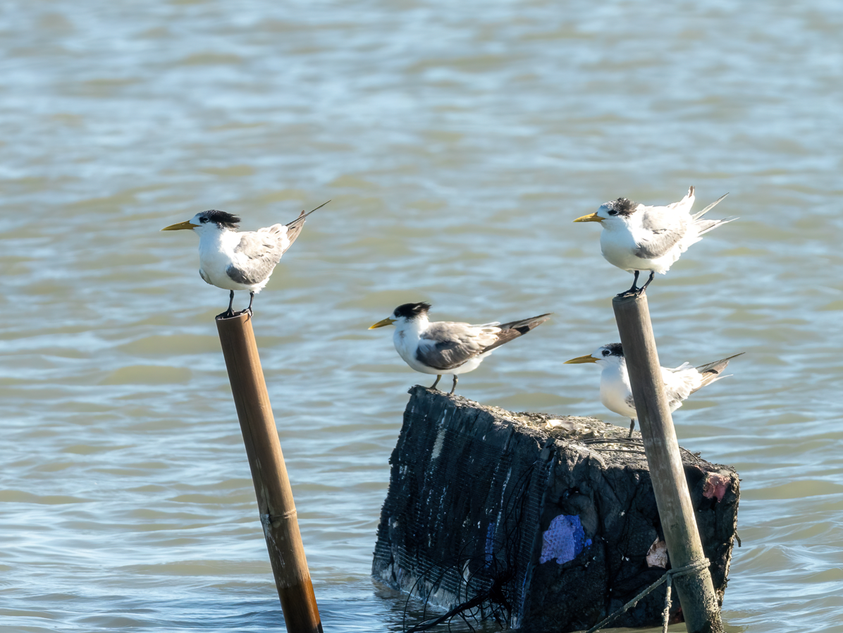 Great Crested Tern - ML646732015