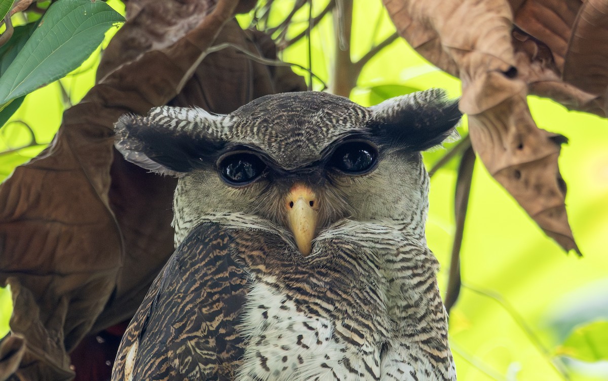 Grand-duc bruyant - ML646732020