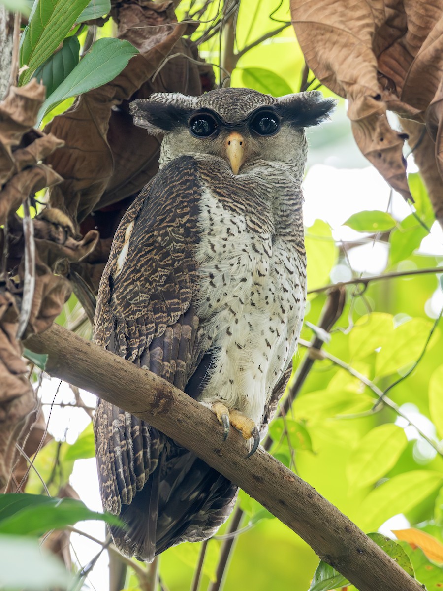 Grand-duc bruyant - ML646732021