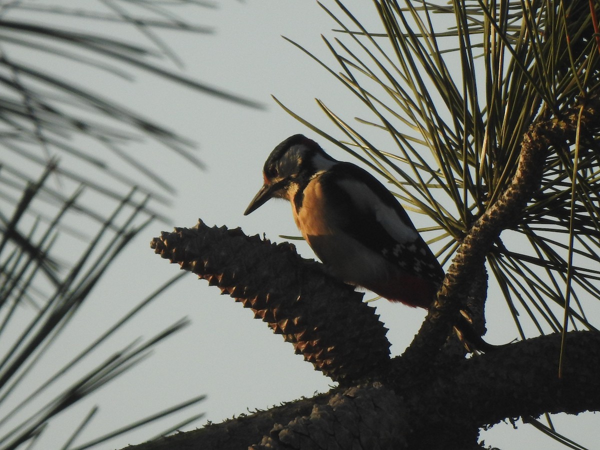 Great Spotted Woodpecker - ML646732022