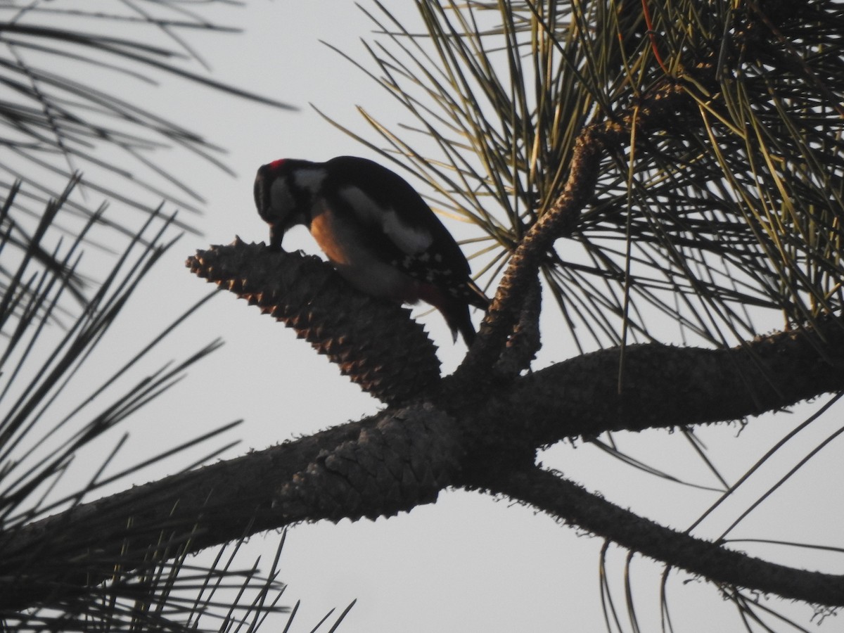 Great Spotted Woodpecker - ML646732023
