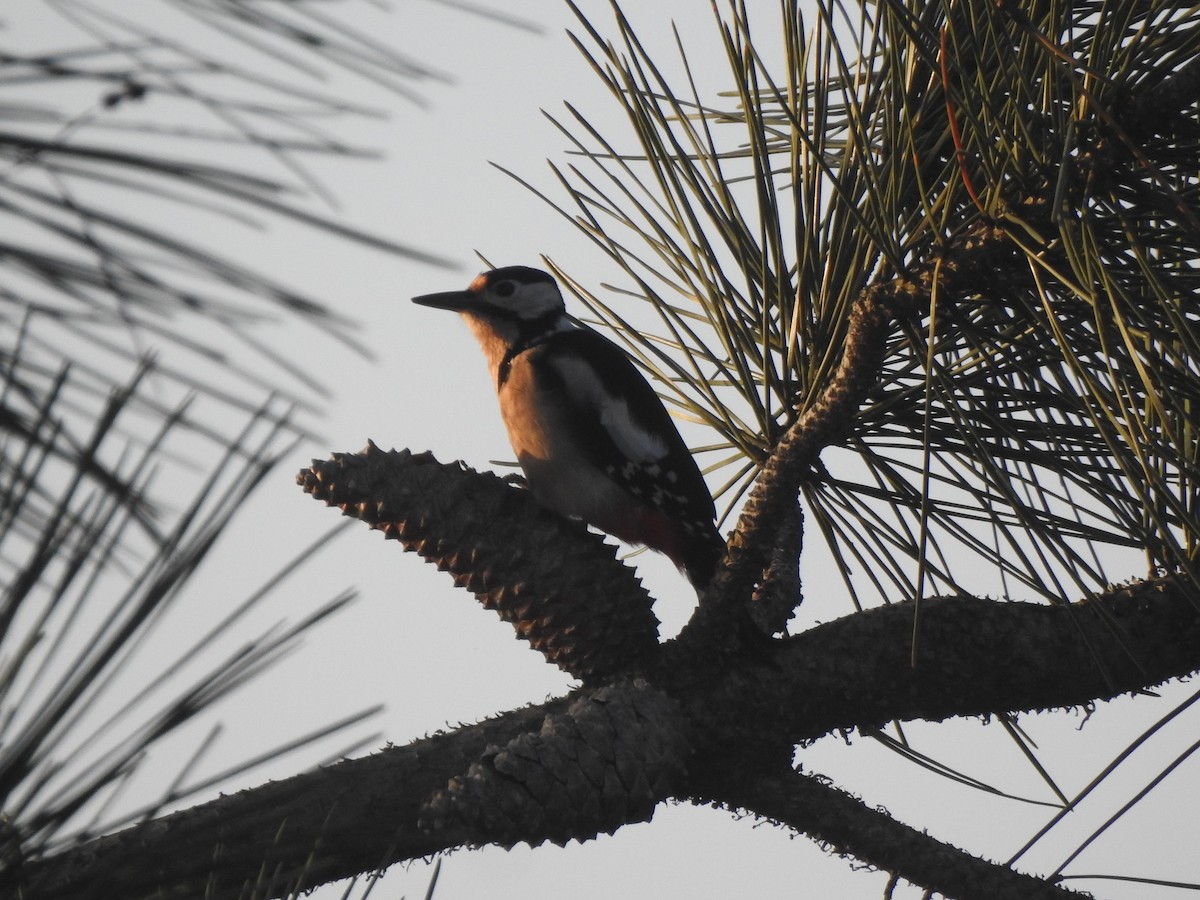 Great Spotted Woodpecker - ML646732024