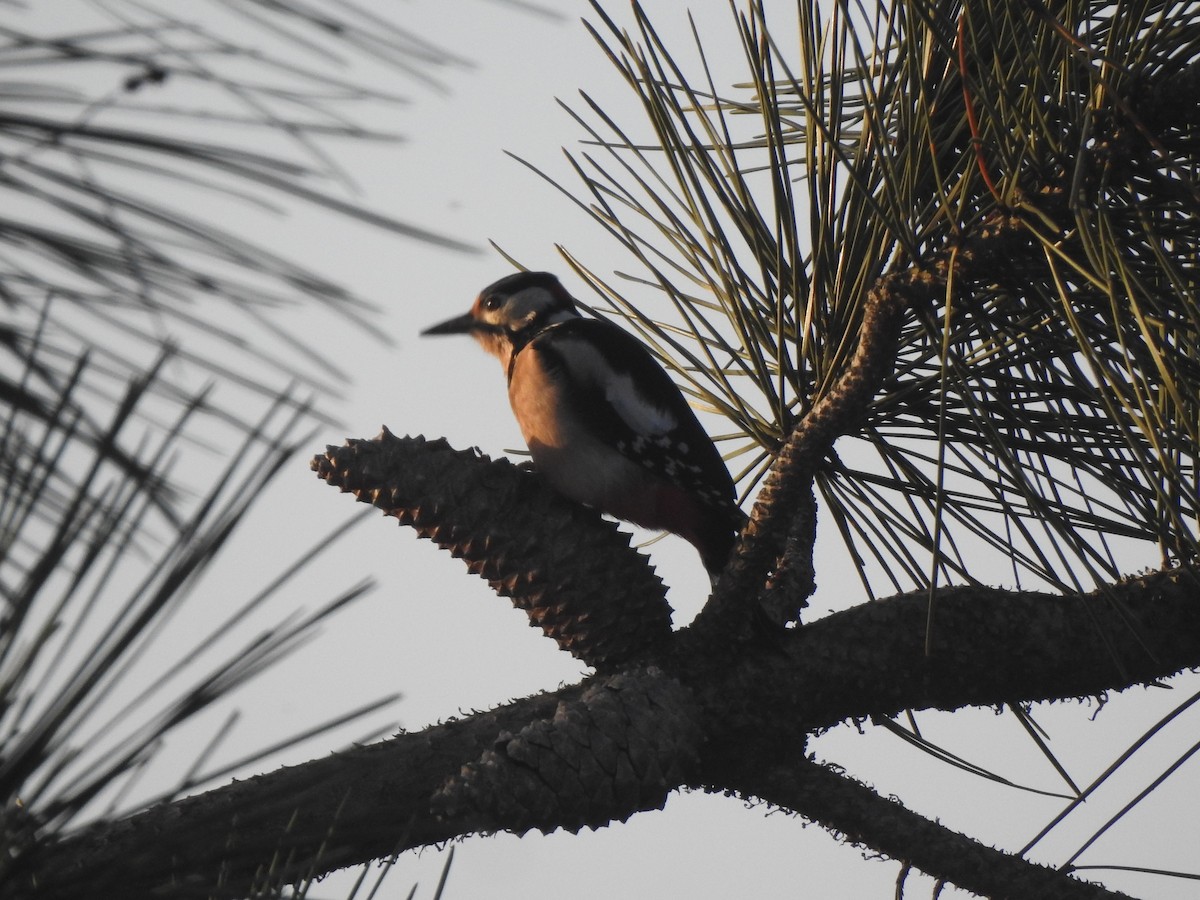 Great Spotted Woodpecker - ML646732025