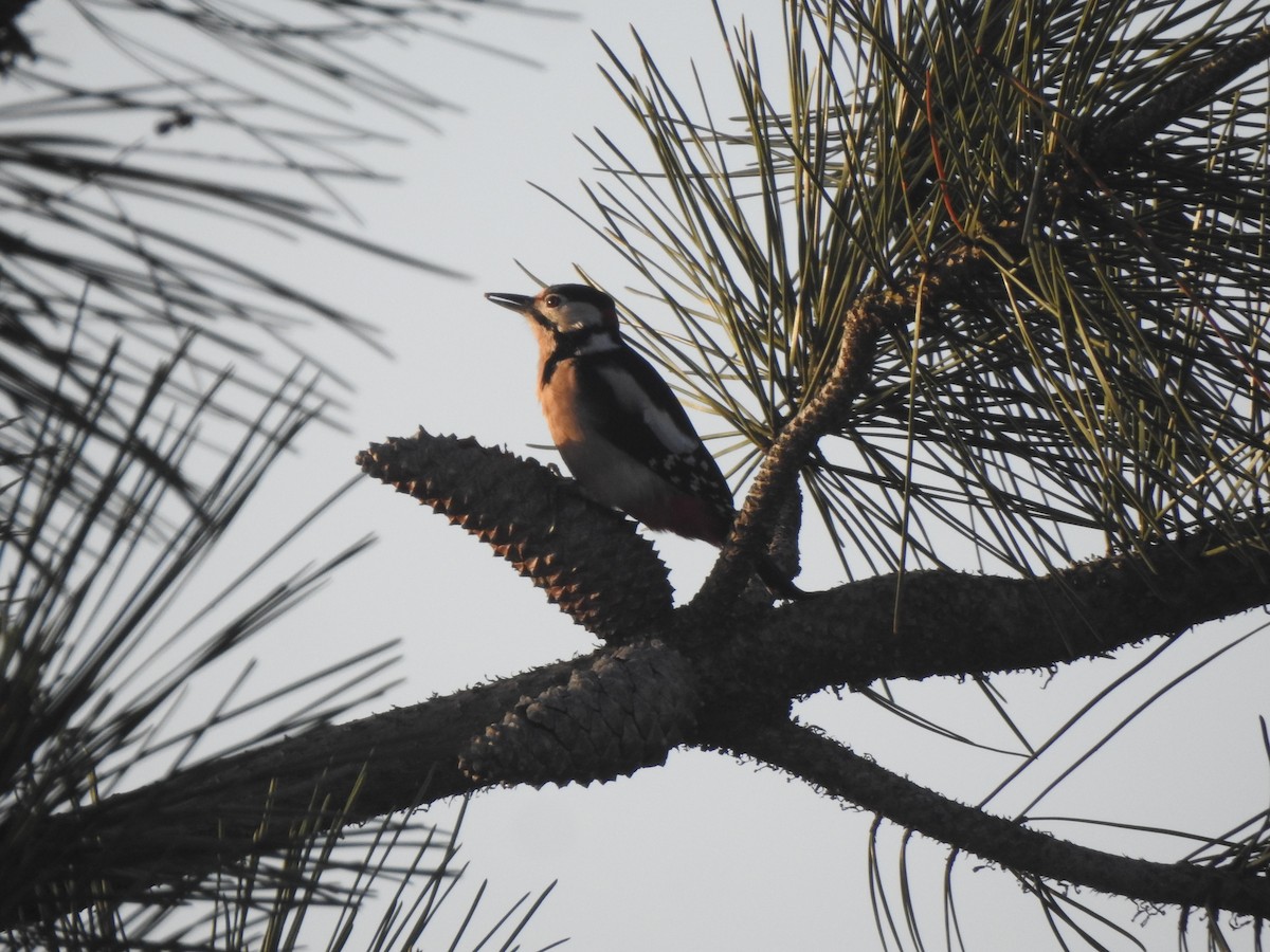 Great Spotted Woodpecker - ML646732026