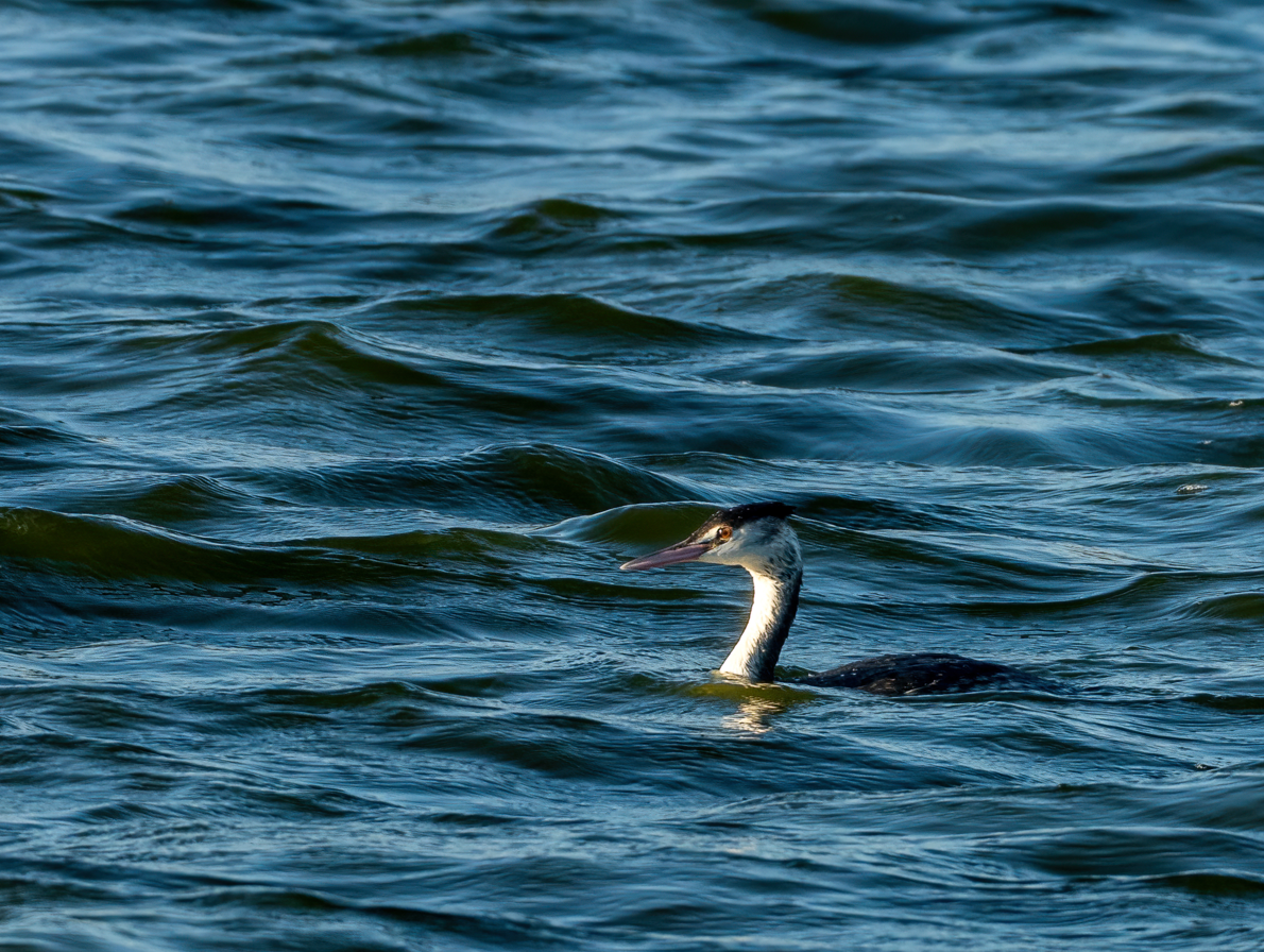 Svasso maggiore - ML646732032