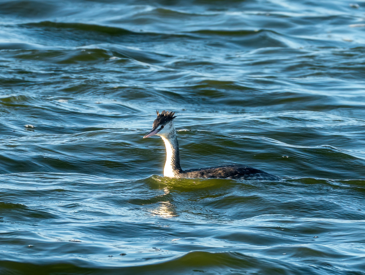 Svasso maggiore - ML646732033