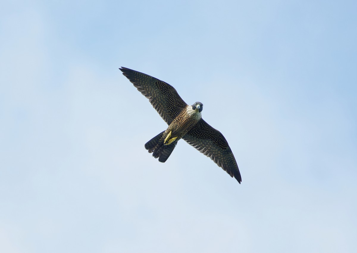 Peregrine Falcon - ML646732036