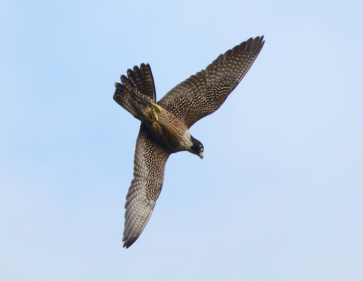 Peregrine Falcon - ML646732037