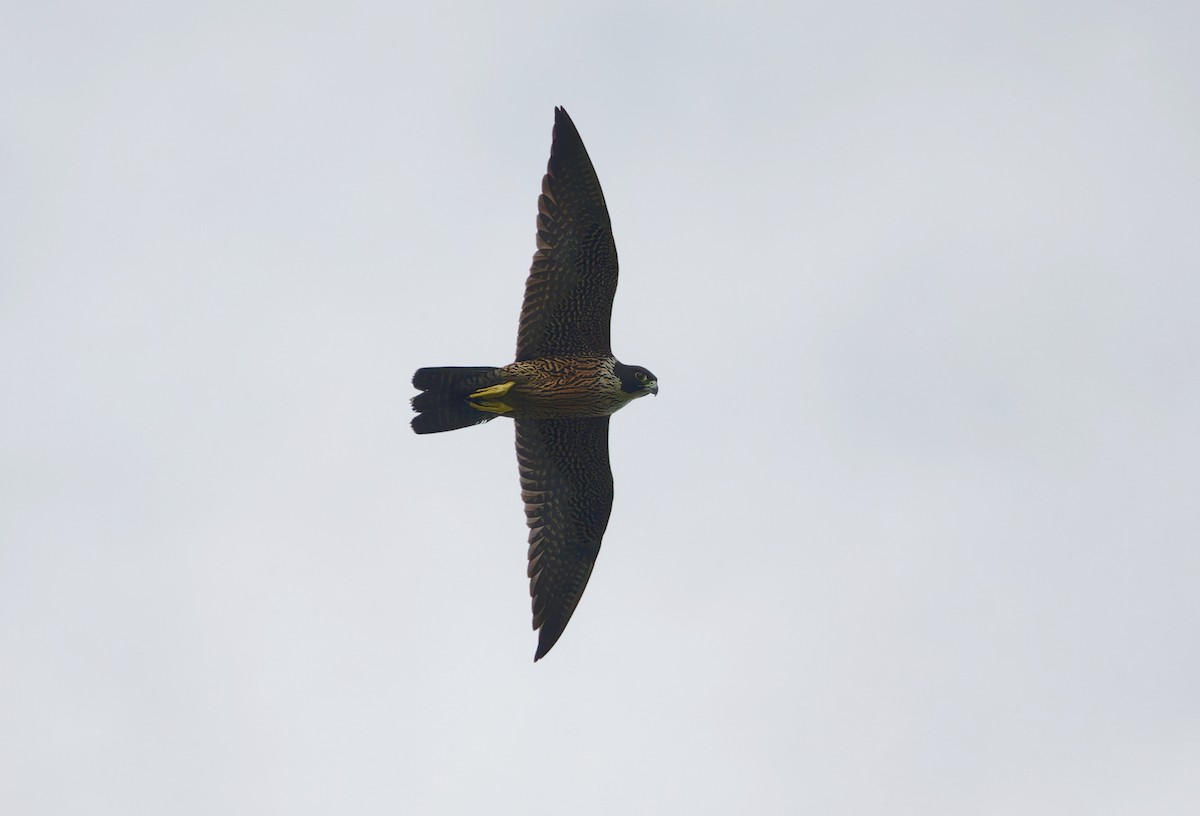 Peregrine Falcon - ML646732038