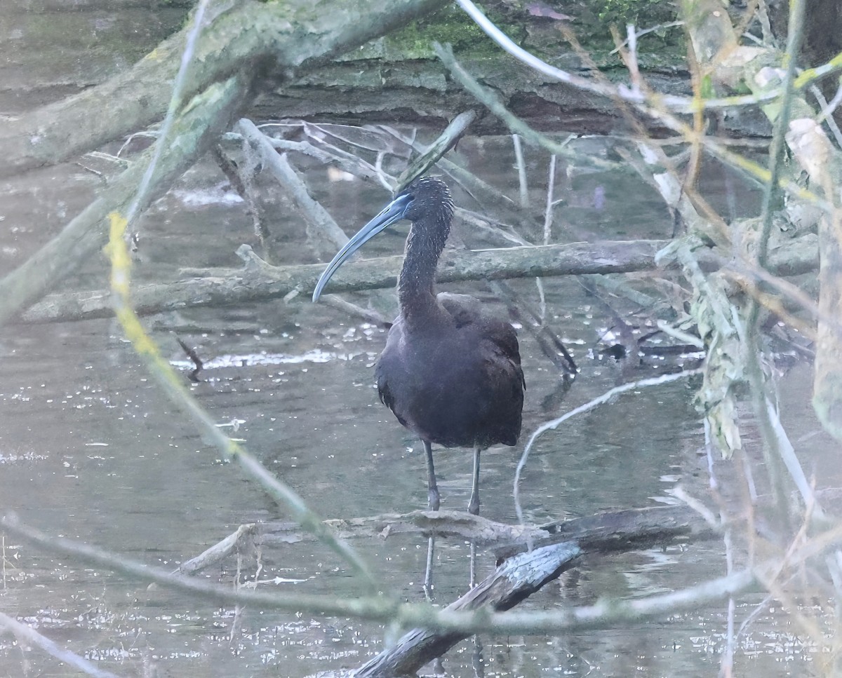 Glossy Ibis - ML646732039