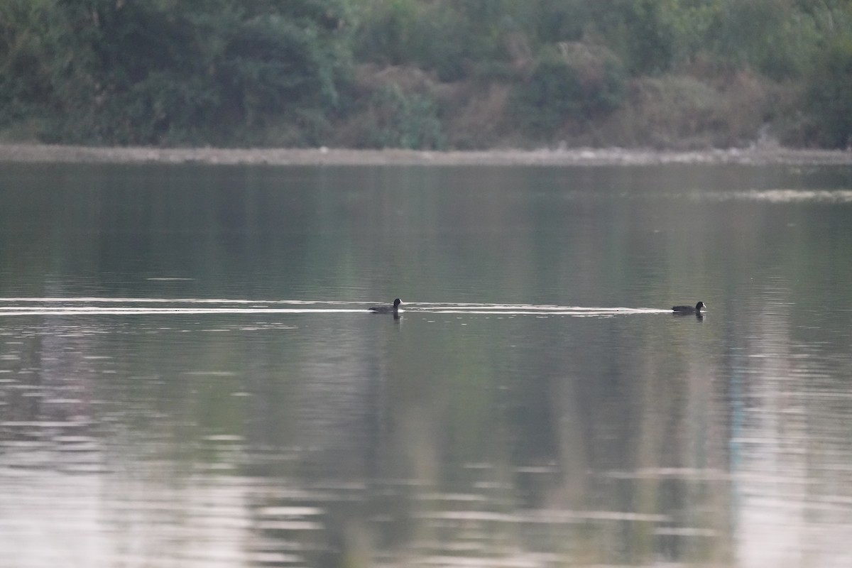Eurasian Coot - ML646732043
