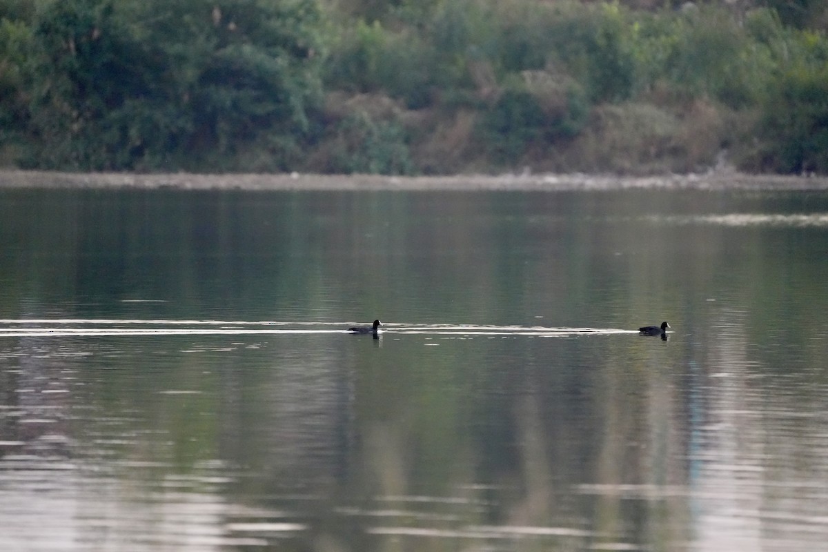 Eurasian Coot - ML646732044