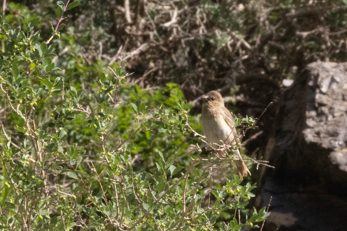 Common Rosefinch - ML646732051