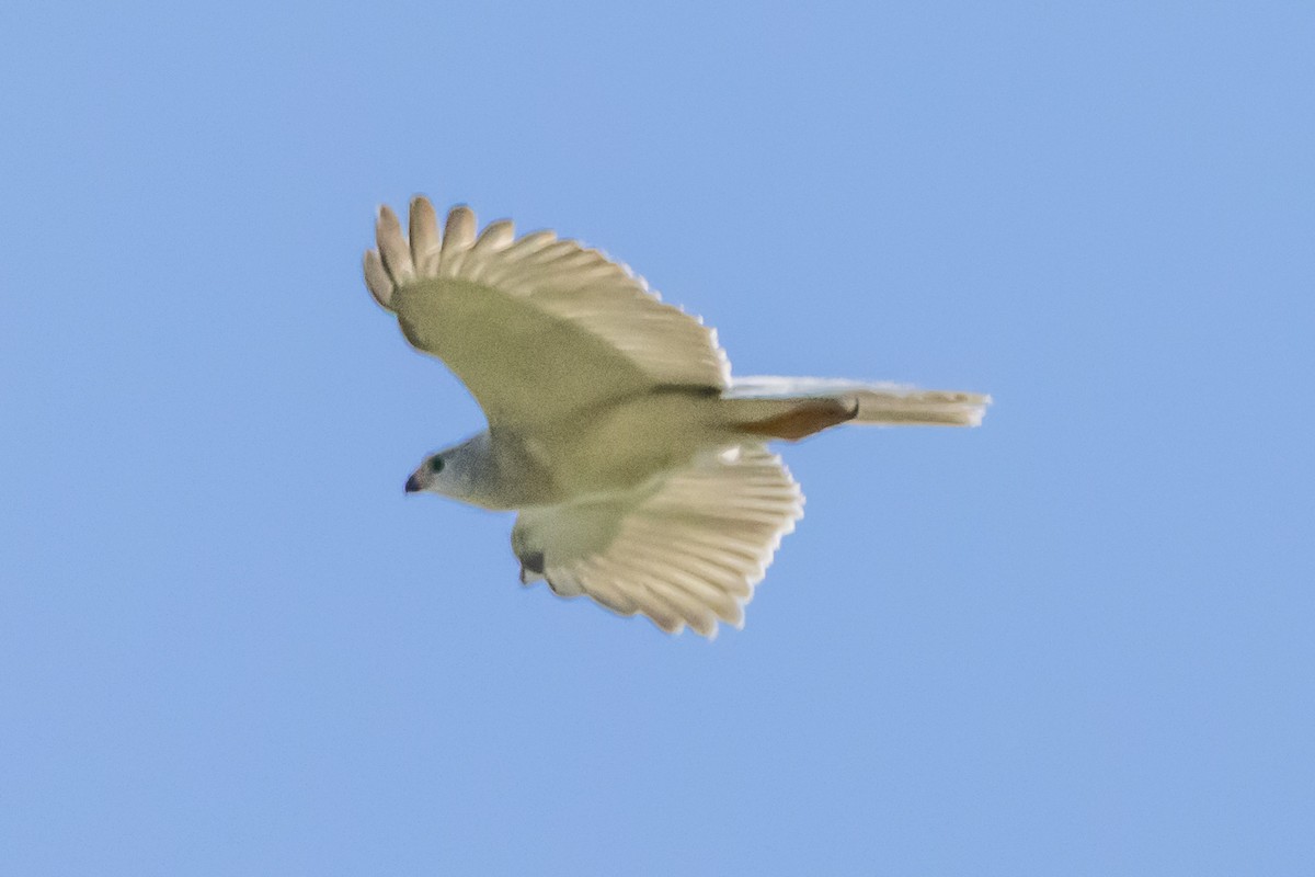 Gray Goshawk - ML646732052