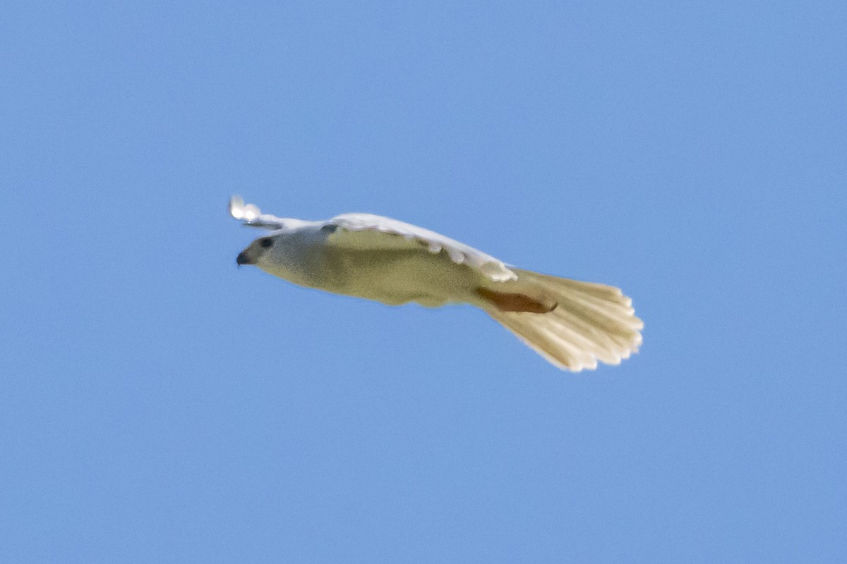 Gray Goshawk - ML646732054