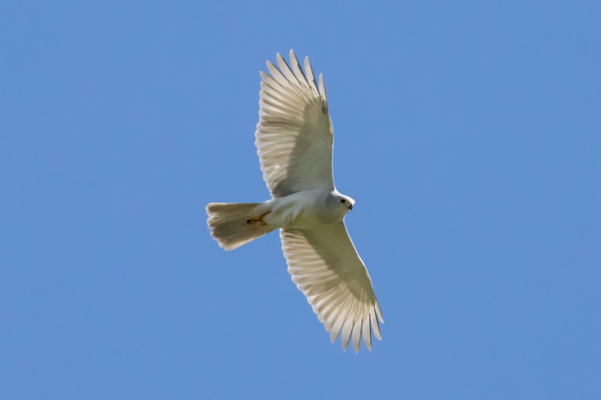 Gray Goshawk - ML646732055