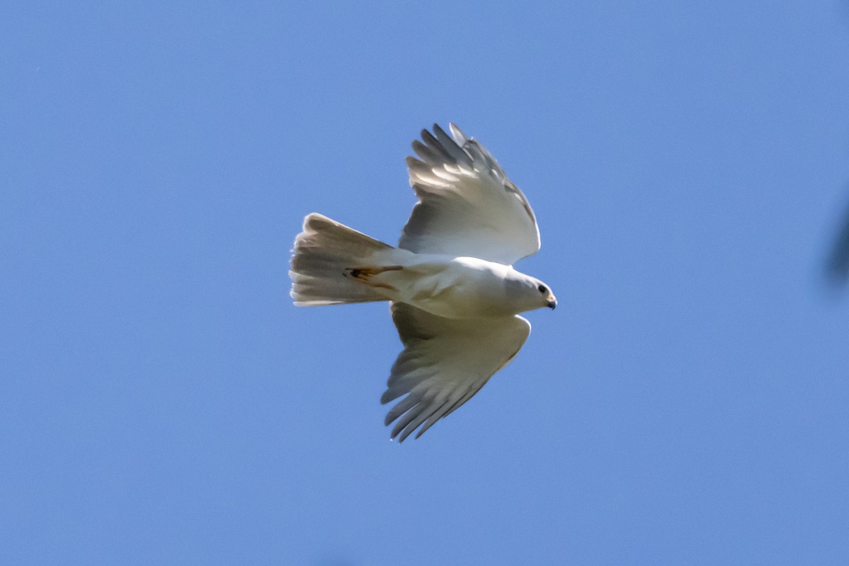 Gray Goshawk - ML646732056