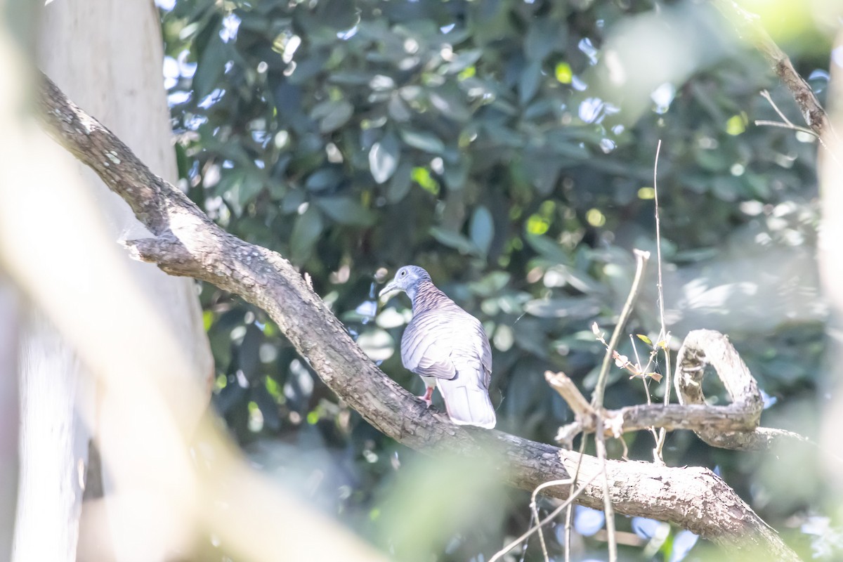 Bar-shouldered Dove - ML646732057