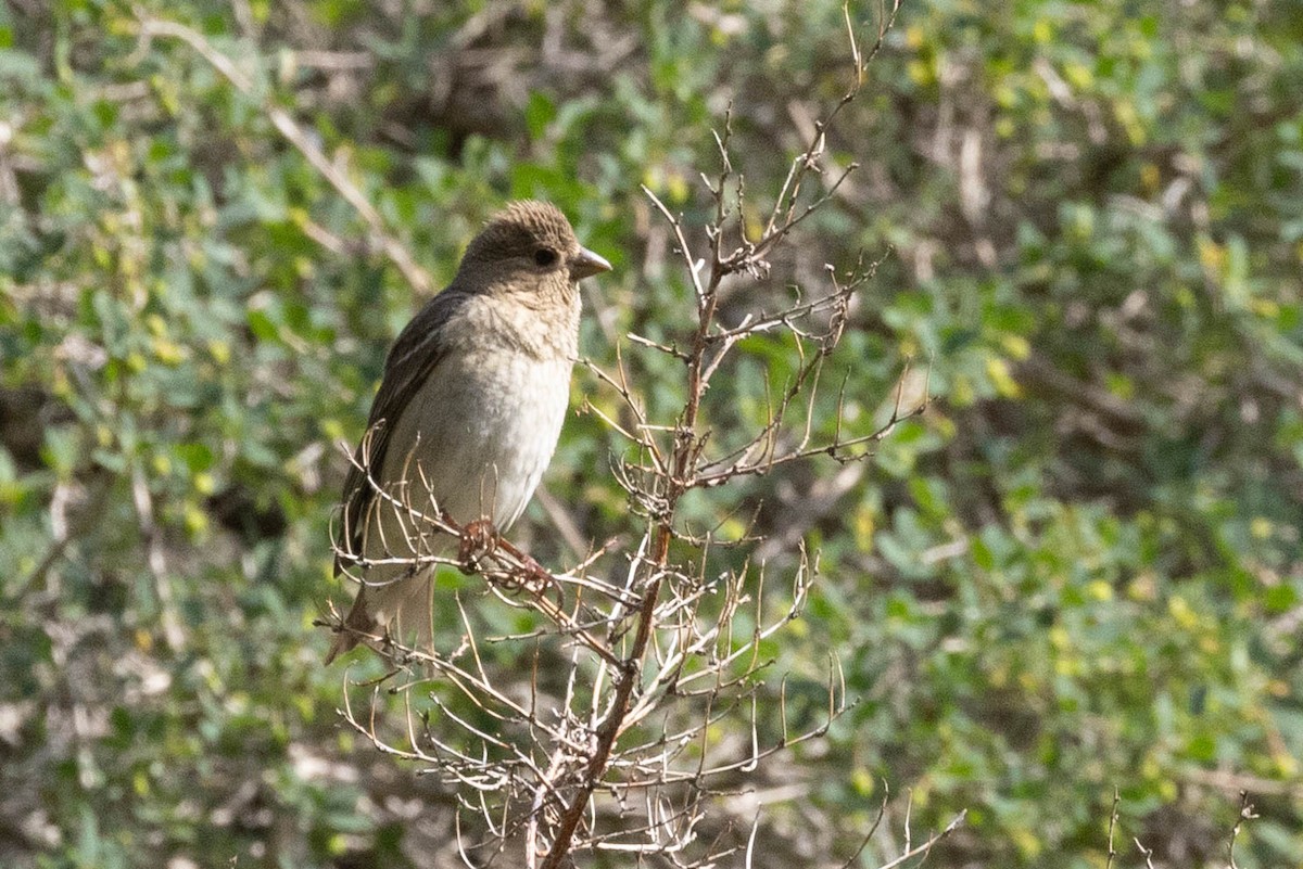 Common Rosefinch - ML646732059