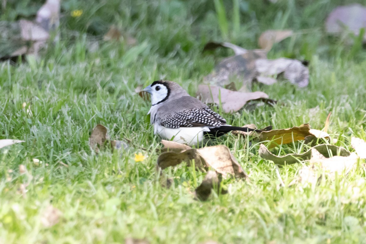 Double-barred Finch - ML646732060