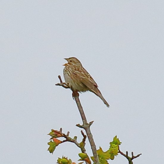 Corn Bunting - ML646732062