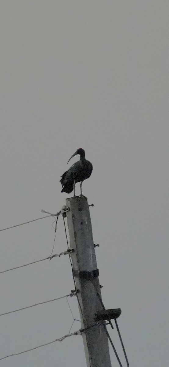 Red-naped Ibis - ML646732064