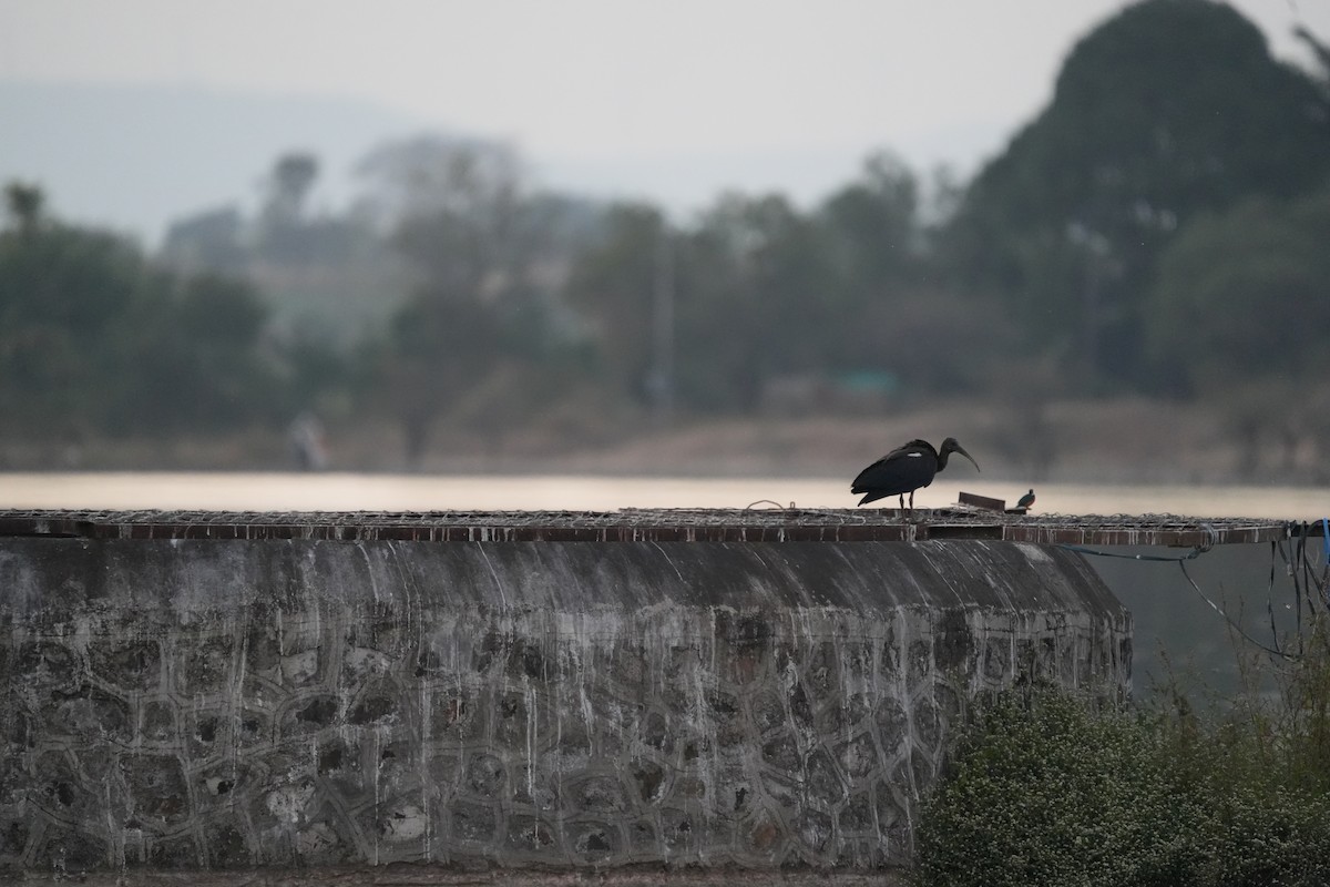 Red-naped Ibis - ML646732065