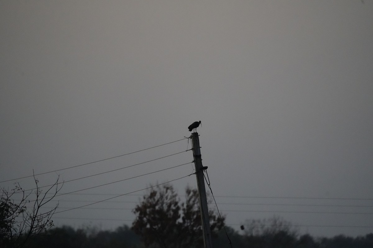 Red-naped Ibis - ML646732066