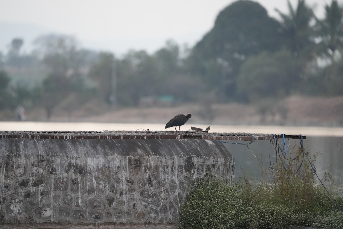 Red-naped Ibis - ML646732067