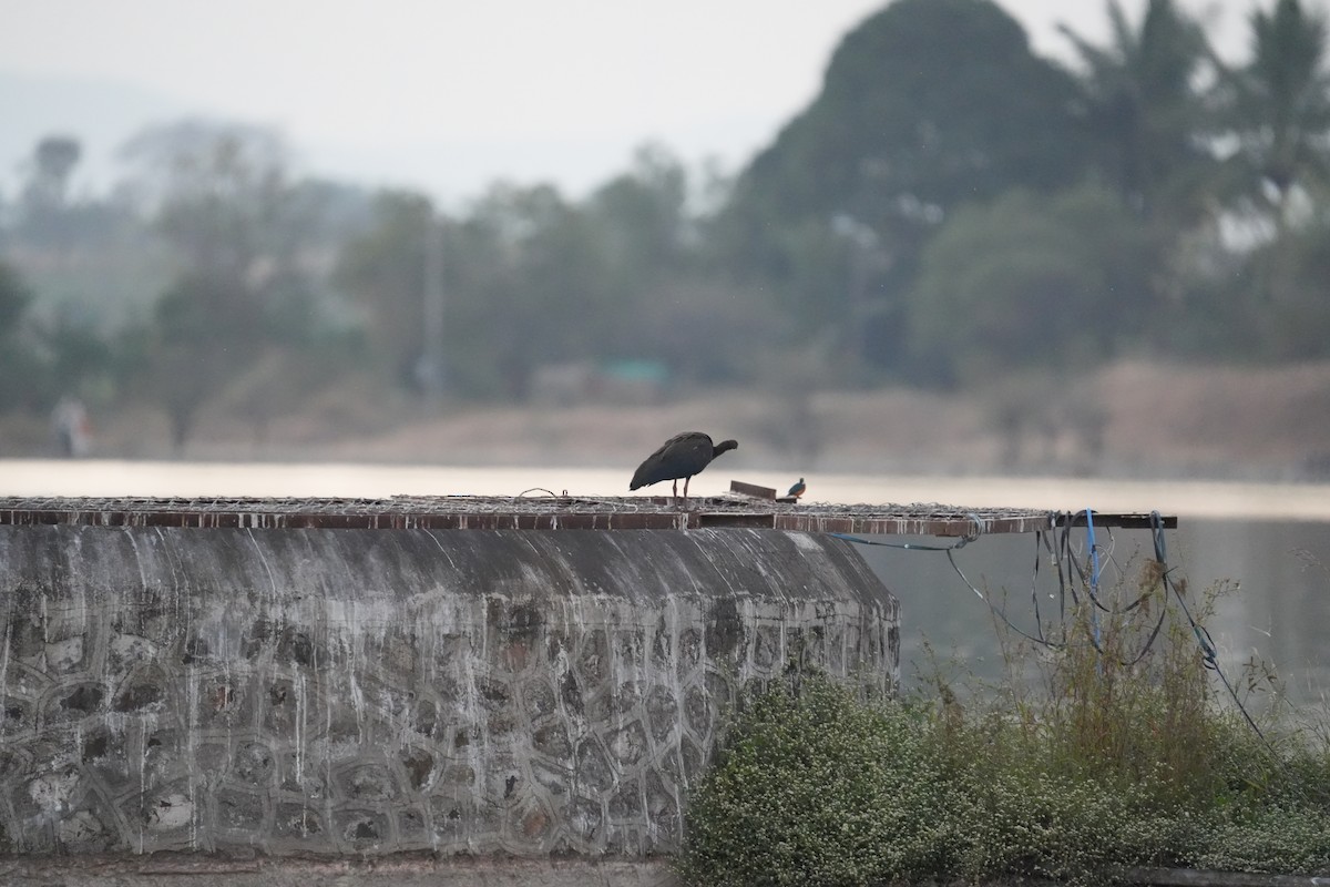 Red-naped Ibis - ML646732068