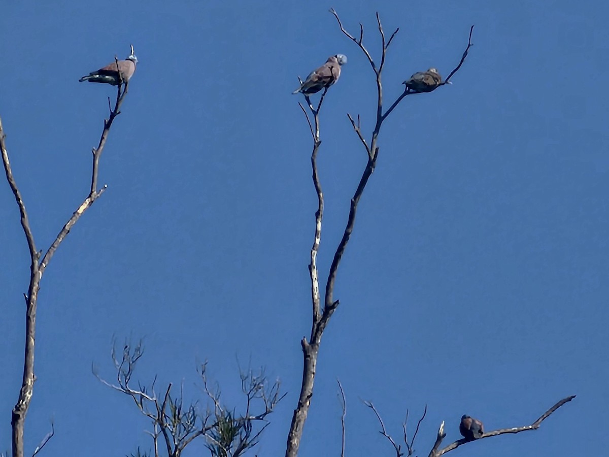 Red Collared-Dove - ML646732070